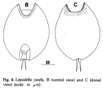 Lepadella ovalis