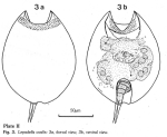 Lepadella ovalis