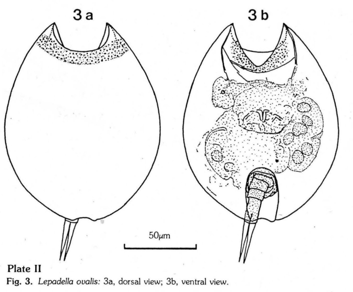 Lepadella ovalis Lepadella ovalis