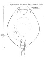 Lepadella ovalis