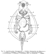 Lepadella ovalis