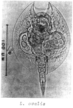 Lepadella ovalis