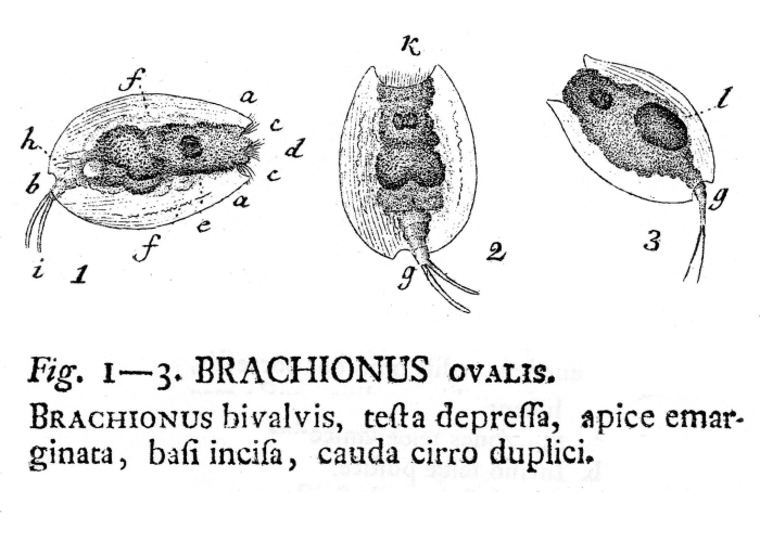 Lepadella ovalis - Original description image