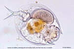 Lepadella ovalis