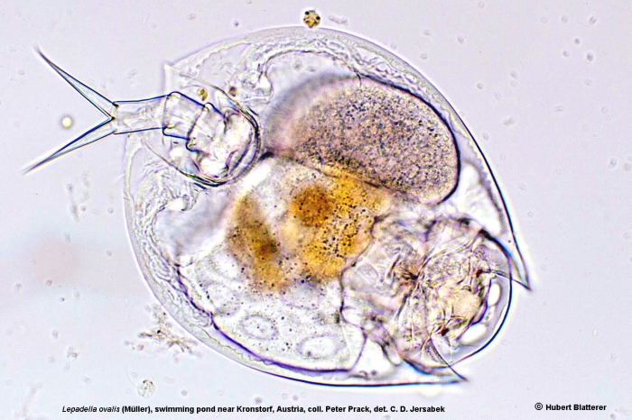 Lepadella ovalis Lepadella ovalis