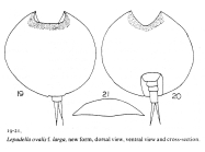 Lepadella ovalis f. larga