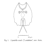 Lepadella ovalis f. undulata - Original description image