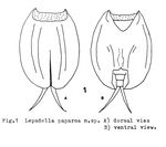 Lepadella paparoa - Original description image