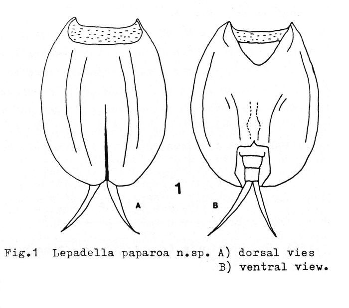 Lepadella paparoa - Original description image