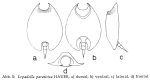 Lepadella parasitica
