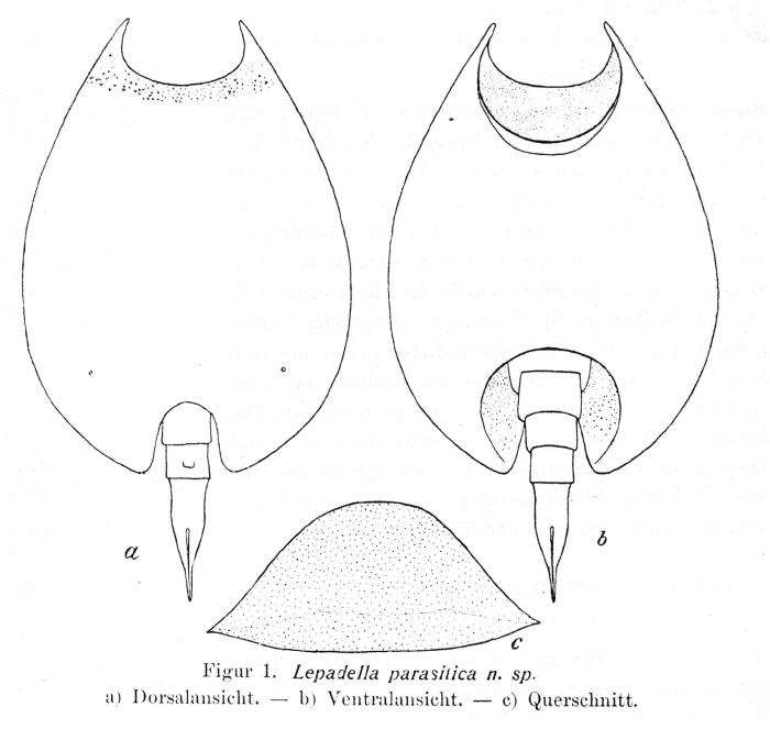 Lepadella parasitica - Original description image