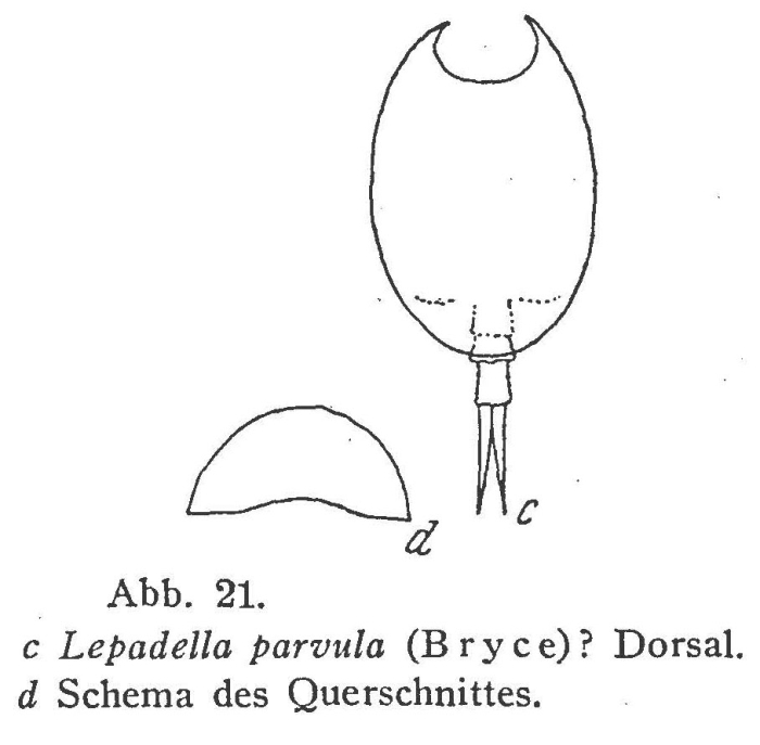 Lepadella parvula Lepadella parvula