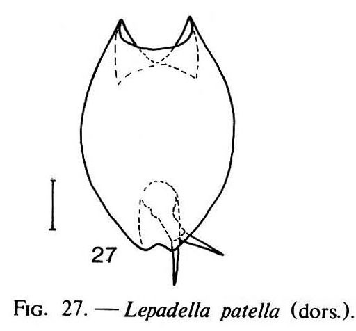 Lepadella patella Lepadella patella