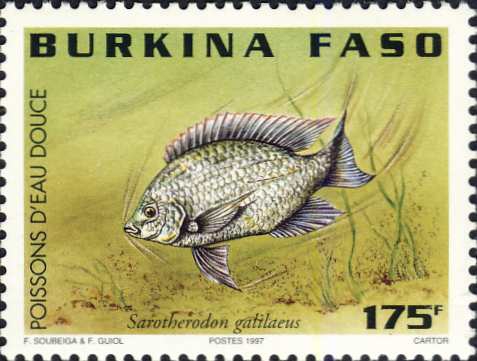 Sarotherodon galilaeus Sarotherodon galilaeus