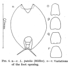 Lepadella patella