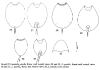 Lepadella patella