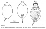 Lepadella patella