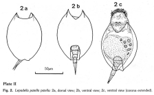 Lepadella patella