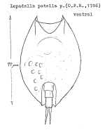 Lepadella patella
