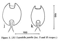Lepadella patella