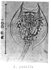 Lepadella patella