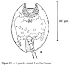 Lepadella patella