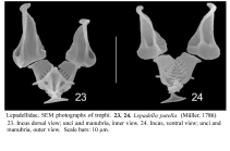 Lepadella patella