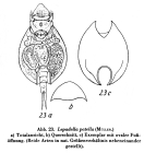 Lepadella patella