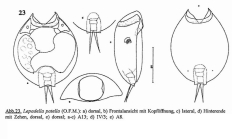 Lepadella patella