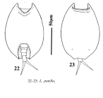 Lepadella patella