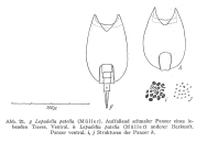 Lepadella patella