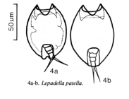 Lepadella patella
