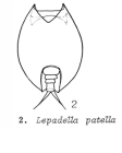 Lepadella patella