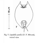 Lepadella patella