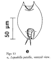 Lepadella patella