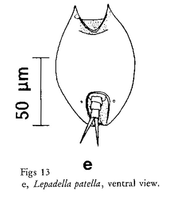 Lepadella patella Lepadella patella