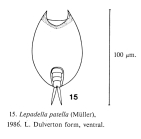 Lepadella patella