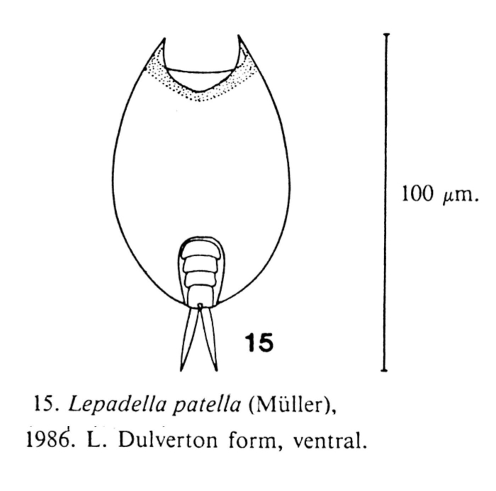 Lepadella patella Lepadella patella