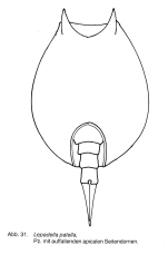Lepadella patella