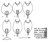 Lepadella patella