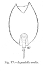 Lepadella patella
