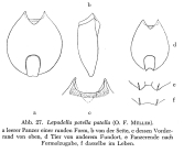 Lepadella patella