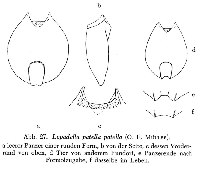 Lepadella patella Lepadella patella