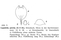 Lepadella patella