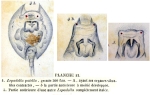 Lepadella patella