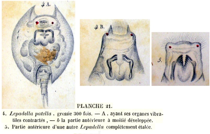 Lepadella patella Lepadella patella
