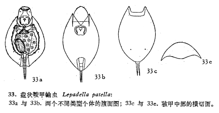 Lepadella patella Lepadella patella