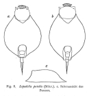 Lepadella patella