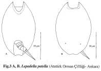 Lepadella patella