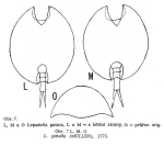 Lepadella patella